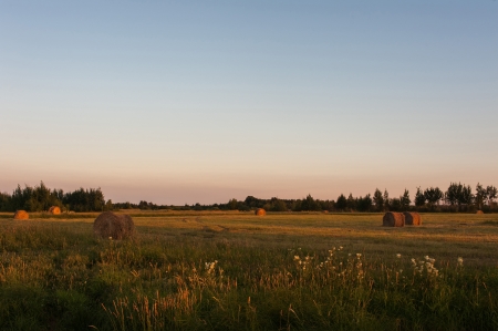 rolls of mowed hay on the fieldの写真素材