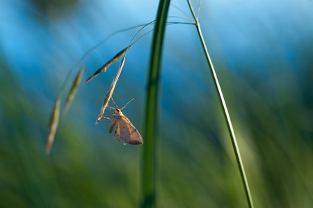 Close up photograph of the butterfly sitting on shape of grass by evenings lightの写真素材