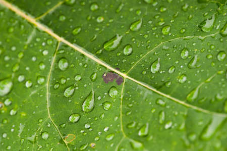 Close up of green leaf with dew drops.の写真素材