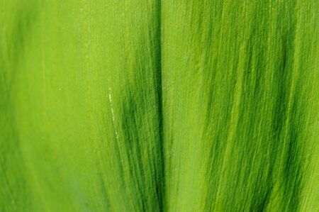 Background. Green leaf close up.の写真素材