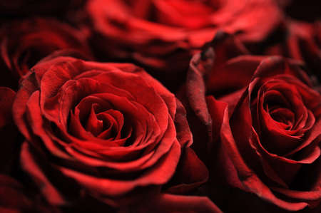 Close up of faded roses bouquetの写真素材
