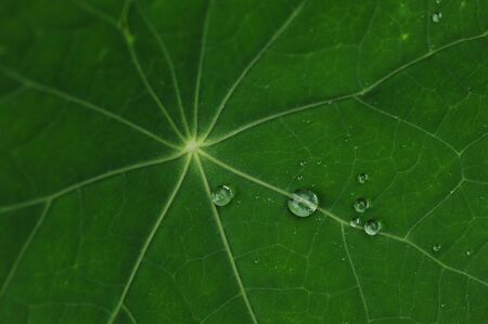 Close up of green leaf with dew drops.の写真素材