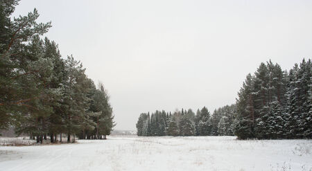 field framed by forest in the snowの写真素材