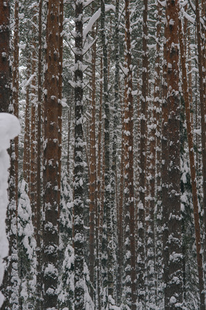 Pine trees close upの写真素材