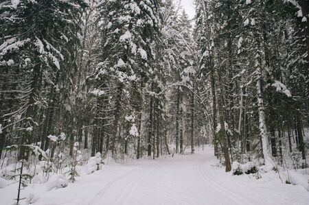 Forest view by the snowfallの写真素材