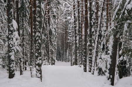 Ski path in the snowy forest