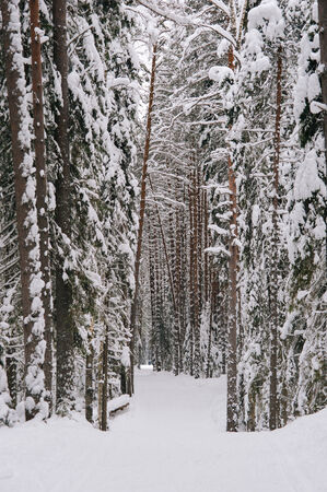 Ski path in the snowy forest.の写真素材