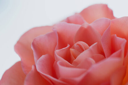 Close up of rose flowerの写真素材