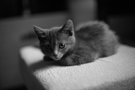 A black & white portrait of a cute little kitten looking scared.の写真素材