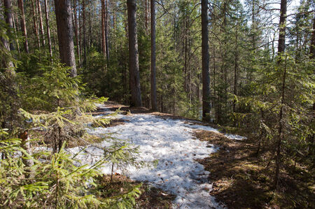 Landscape view of the spring wood.の写真素材