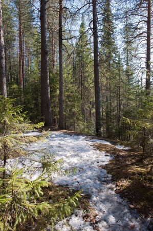 Landscape view of the spring wood.の写真素材
