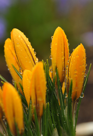 Close up of fresh tulips after rainの写真素材