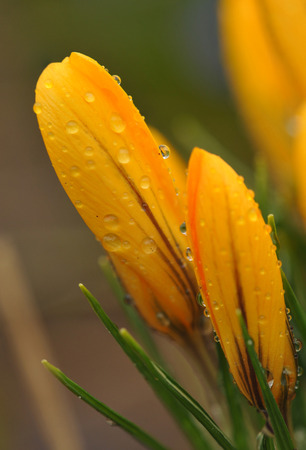 Close up of fresh tulips after rainの写真素材