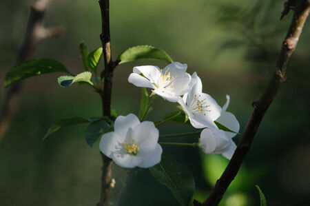 Apple tree flowers close upの写真素材