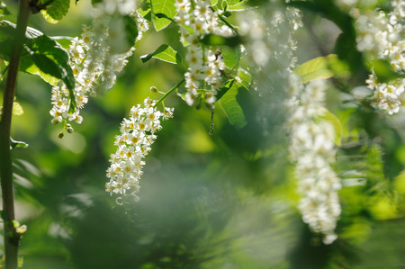 Flowers of bird-cherry close upの写真素材