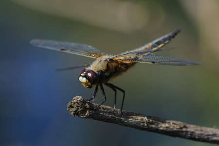 Close up photo of dragonflyの写真素材