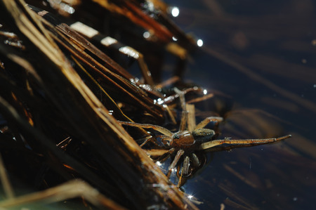 Close up of water spiderの写真素材