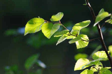 Fresh green birch leaves. Background.の写真素材