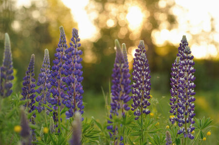 Lupin flowers in evenings lights of sun.の写真素材
