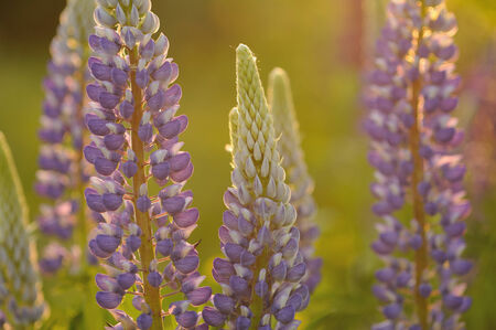 Lupin flowers in evenings lights of sun.の写真素材