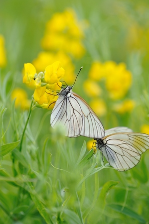 close up of black-veined white butterfly on flowery  field backgroundの写真素材