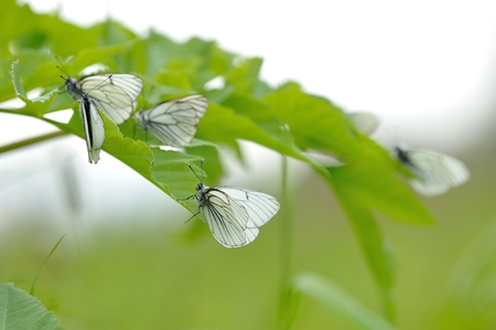 close up of black-veined white butterfly on flowery  field backgroundの写真素材