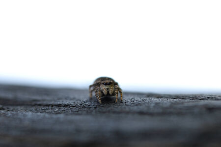 close up photograph of jumper spiderの写真素材