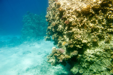 Underwater coral reef. Red Sea. South Sinay.の写真素材