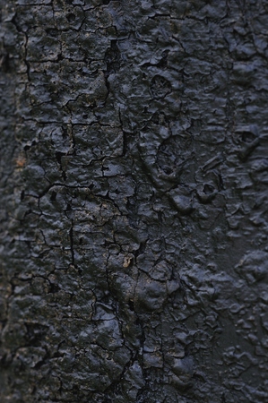wooden texture, coated with black resinの写真素材