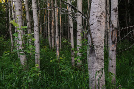 Aspen forest background by evenings sun.