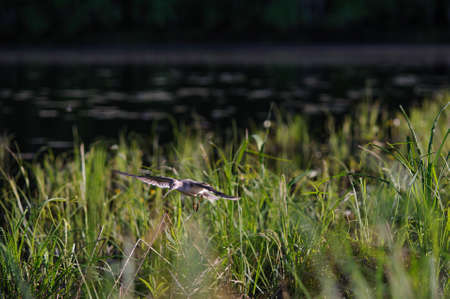 Terek sandpiper in flight.の写真素材
