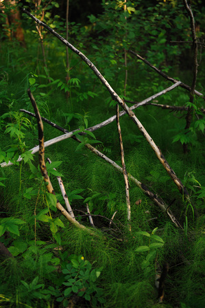 The branches of the old dead tree, overgrown with horsetail.の写真素材