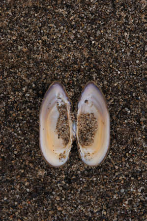 Shell of the dead mussel close up.の写真素材