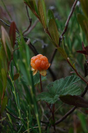 Cloudberry on the swamp close up.の写真素材