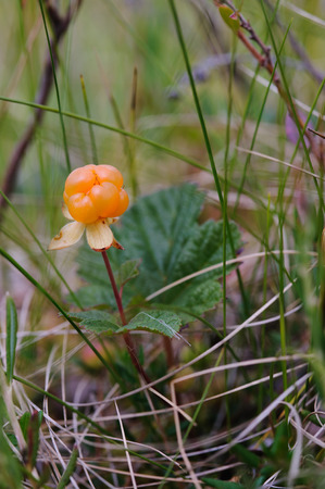 Cloudberry on the swamp close up.の写真素材