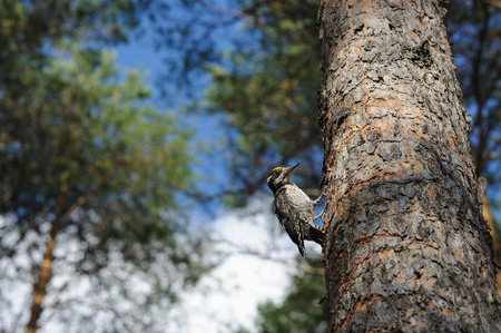 Woodpecker in the pine forest.の写真素材