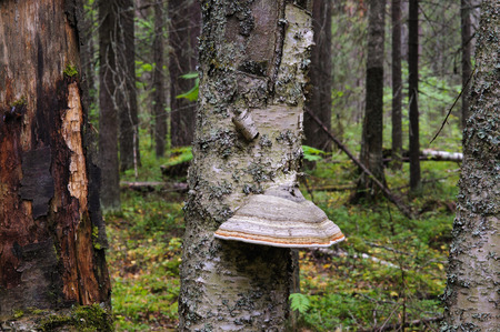 Shelf fungus close up on the birch tree in forest.の写真素材