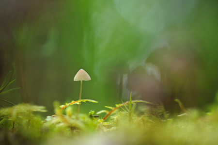 Poisonous toadstool on the moss in forest close upの写真素材