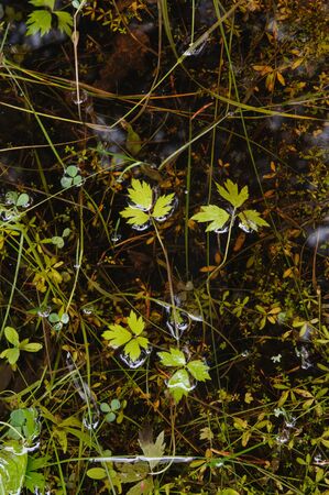 Pond plants deep under the water.の写真素材