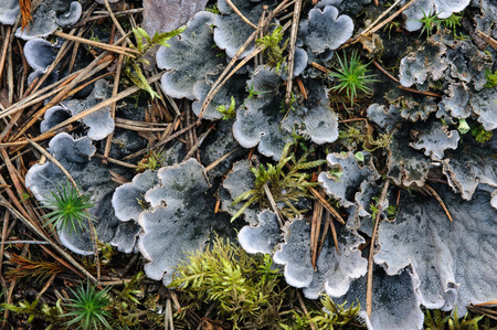 Moss and lichen in forest. close up background.