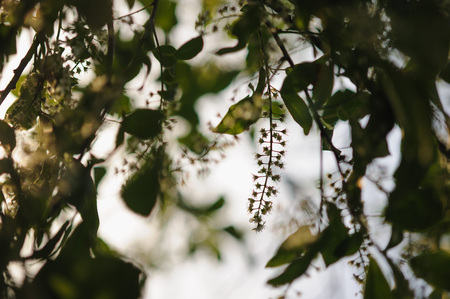 The blooming of the bird cherry blossoms.の写真素材