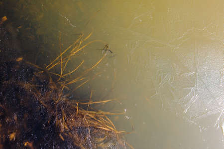 the grass is frozen in the ice on the pond's surfaceの写真素材