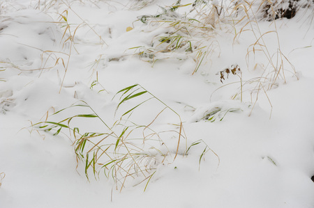 Plants sticking out from under the fallen first snowの写真素材