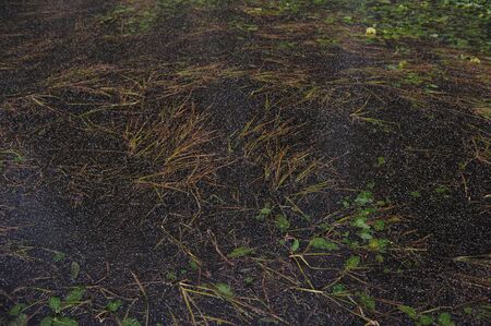 Plants in frozen thin crust of ice.の写真素材