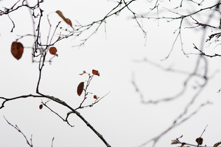 empty tree branches in late autumnの写真素材