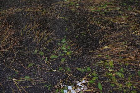 Plants in frozen thin crust of ice.の写真素材