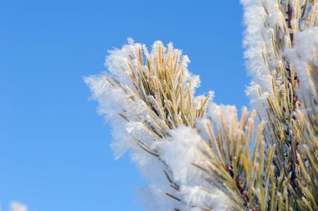 Close up of the hoarfrost on pine needlesの写真素材