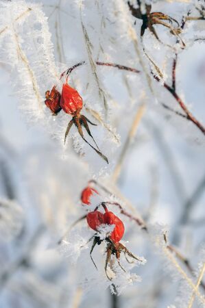 Dogrose covered with hoarfrostの写真素材