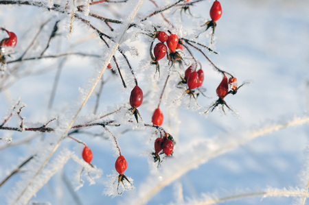 Dogrose covered with hoarfrostの写真素材