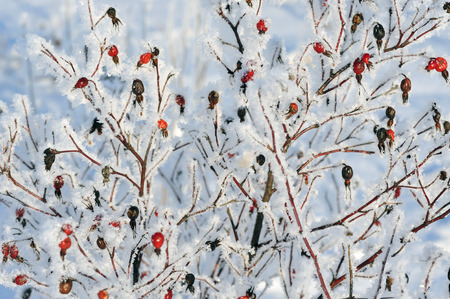Dogrose covered with hoarfrostの写真素材